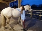 North Devon Holiday Cottage Horse grooming sessions