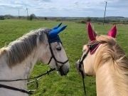 North Devon Holiday Cottage Lovely moorland nearby